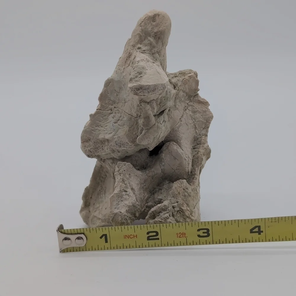 Natural Oreodont Vertebra Fossil In Stone Matrix